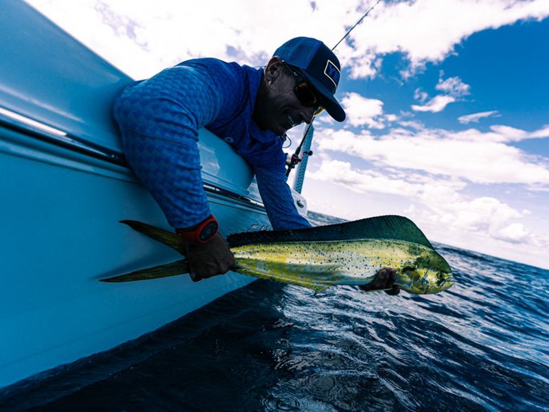 An angler landing a mahi-mahi beside a boat